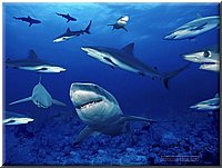 ocean-life-042.jpg